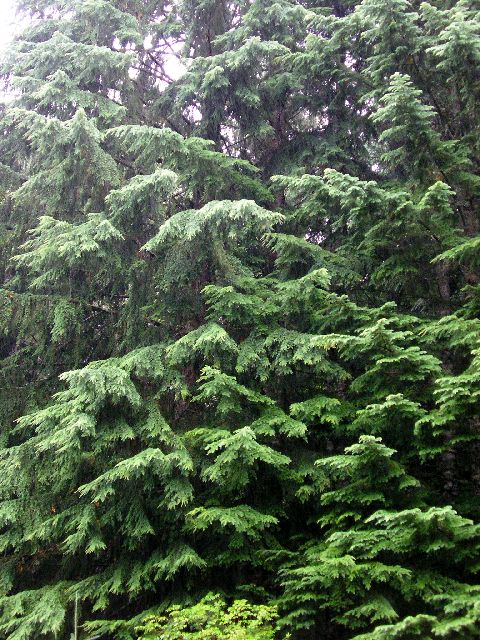 The evergreen state: wonder how they do that…